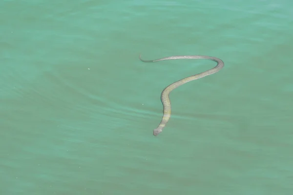Serpent Flottant Dans Rivière — Photo