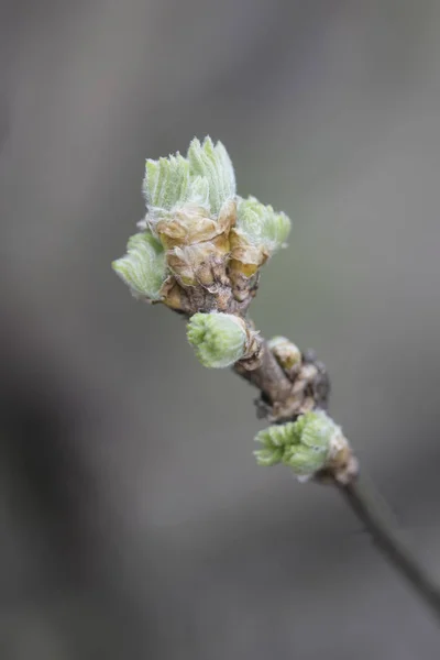 Foglia Giovane Vicino — Foto Stock