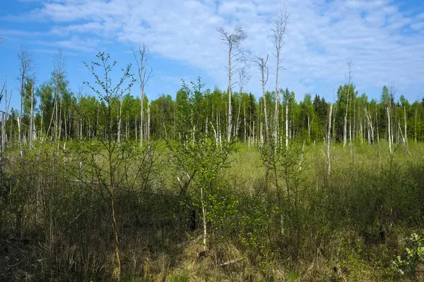 Landscape Image Forest Bog — Stock Photo, Image