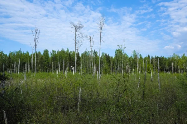 Paysage Avec Image Tourbière Forestière — Photo