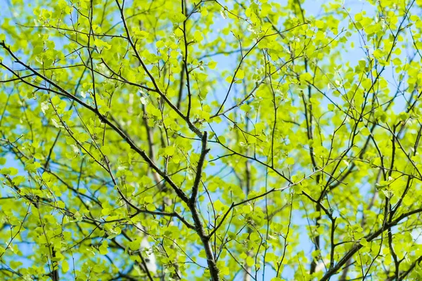 Fondo Con Hojas Abedul Jóvenes —  Fotos de Stock