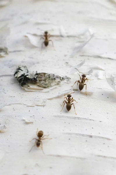 Mravenci Kmeni Břízy — Stock fotografie