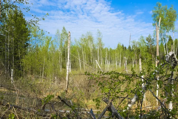 Пейзаж Изображением Лесного Болота — стоковое фото