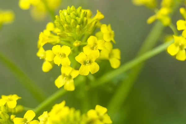 Het Beeld Van Gele Bloemen Close — Stockfoto