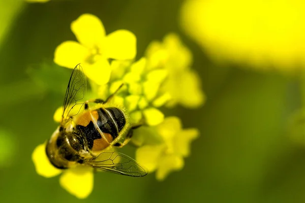 Wizerunek Pszczoła Żółte Kwiaty Bliska — Zdjęcie stockowe