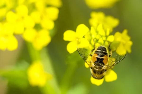 Imagem Abelha Flores Amarelas Fechar — Fotografia de Stock