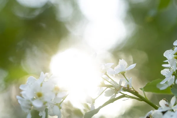 Bird Cherry Flowers Close — Stock Photo, Image