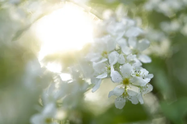 Bird Cherry Flowers Close — Stock Photo, Image