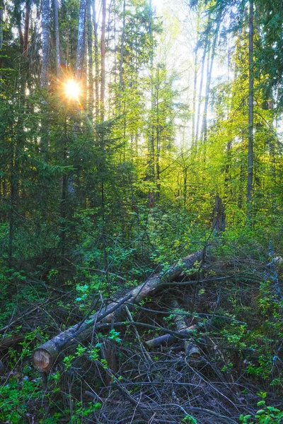 Bos Bij Een Zonsondergang Zomer — Stockfoto