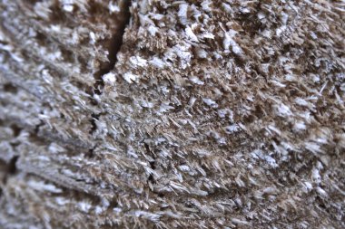 bir ağaç bir testere kesim görüntüsünü