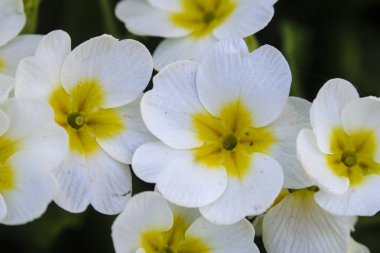 bir Primula görüntüsünü