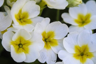 bir Primula görüntüsünü