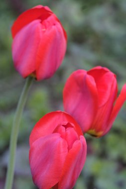 bir Lale görüntüsünü