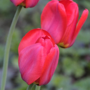 bir Lale görüntüsünü