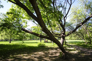 Görüntünün bir park içinde ağaç