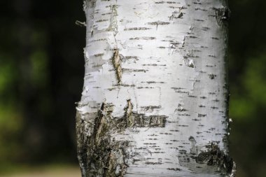 Brich gövde görüntüsünü kapat