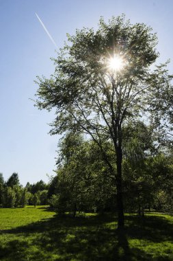 Yaz ağaca görüntüsünü