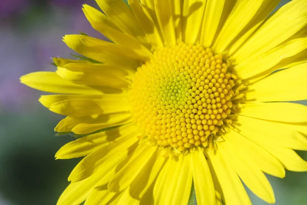 Image Yellow Flower — Stock Photo, Image