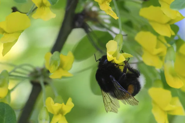 Bumblebee Uma Árvore Perto — Fotografia de Stock