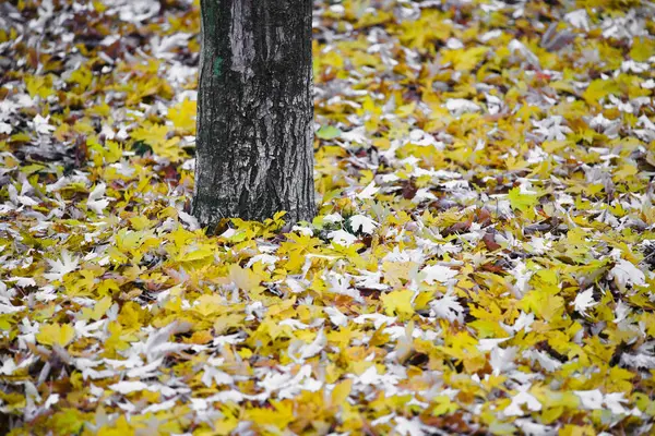 Image Fallen Yellow Leaves — Stock Photo, Image