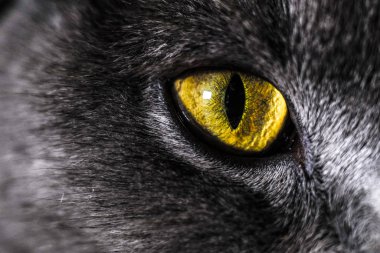 Yakından bakınca bir kedi yüzü görünüyor.