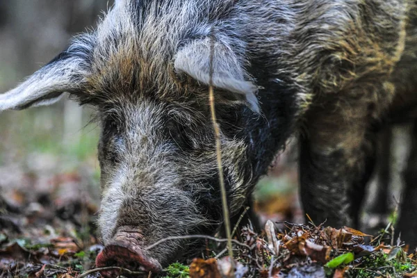 Das Bild Eines Schweins Aus Nächster Nähe — Stockfoto