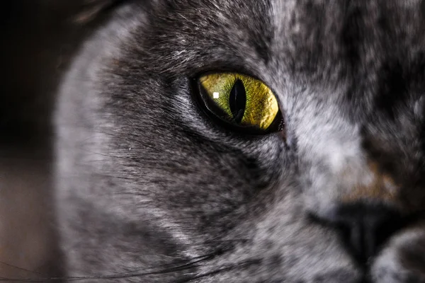 Yakından Bakınca Bir Kedi Yüzü Görünüyor — Stok fotoğraf