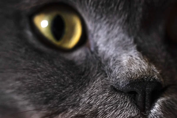 Obraz Kočičí Tváře Zblízka — Stock fotografie