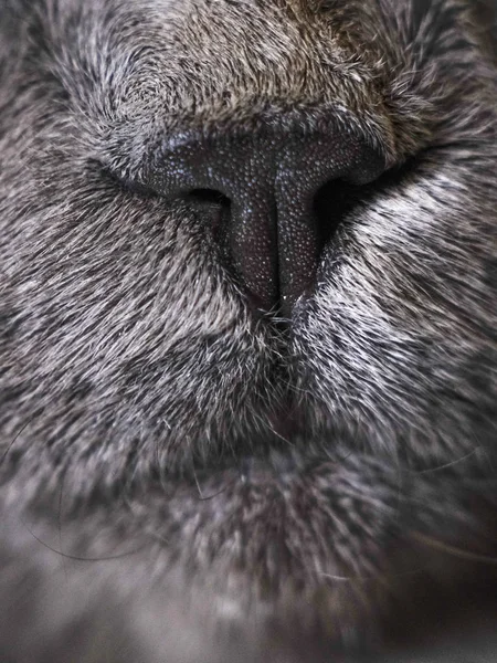 Bilden Katt Ansikte Nära Håll — Stockfoto