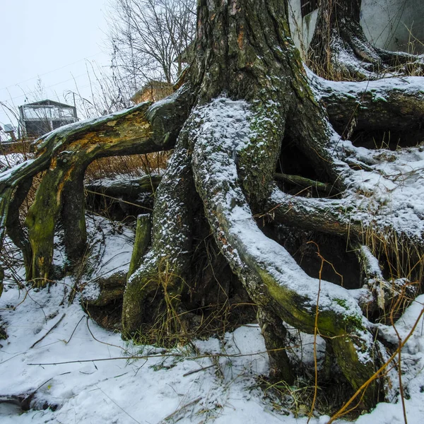 Wizerunek Snowy Korzenie Starego Drzewa — Zdjęcie stockowe