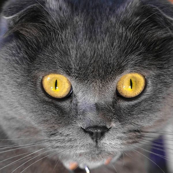 Image Head Looking Scottish Cat — Stock Photo, Image