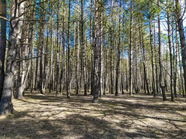 Bahar ormanı görüntüsü