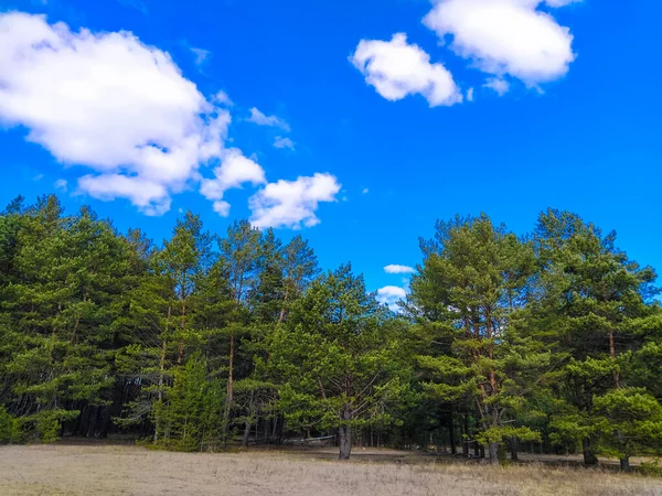 Afbeelding Van Dennenbomen Een Achtergrond Van Heldere Blauwe Lucht — Stockfoto