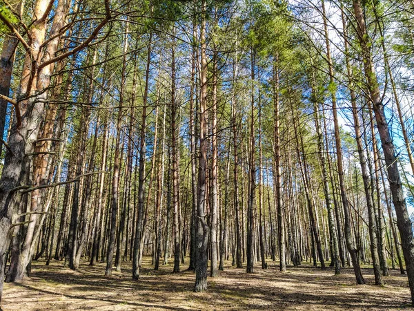 Image Spring Forest — Stock Photo, Image