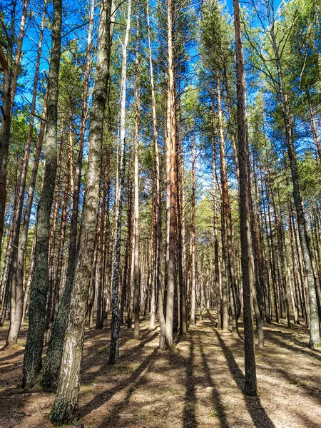 Das Bild Eines Quellwaldes — Stockfoto