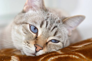 Kedi yatağında mavi gözlü, İskoç Heteroseksüel kedi