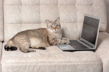 İskoç heteroseksüel kedi kanepede internetteki defterde çalışıyor. Resim eklemek için boş ekran.