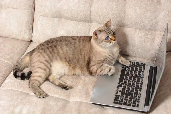 스코틀랜드 이성애자 고양이가 온라인으로 소파에 노트북에서 일하고 있습니다 이미지 삽입에 — 스톡 사진