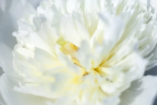 Close up of pale white peony flower. Abstract natural background. — Stock Photo, Image