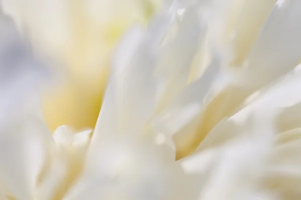 Close-up of white peony — Stock Photo, Image