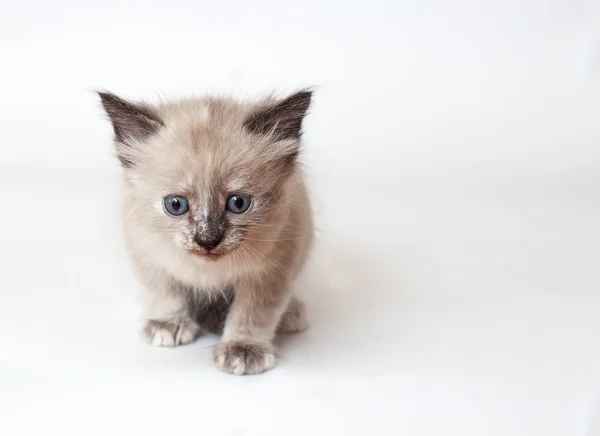 The Neva-Masquerade kitten — Stock Photo, Image