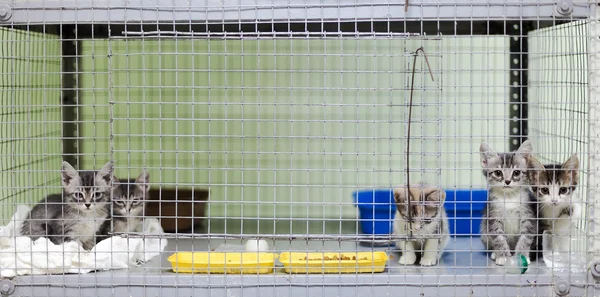 Котята в клетке в приюте для животных — стоковое фото
