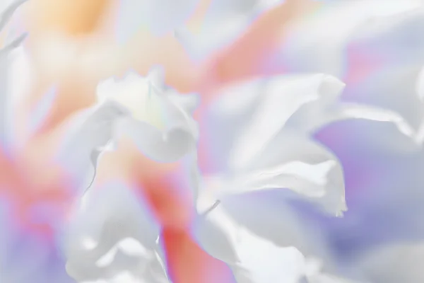 Close up de pétala de flor branca, teal, imagem sonhadora macia — Fotografia de Stock