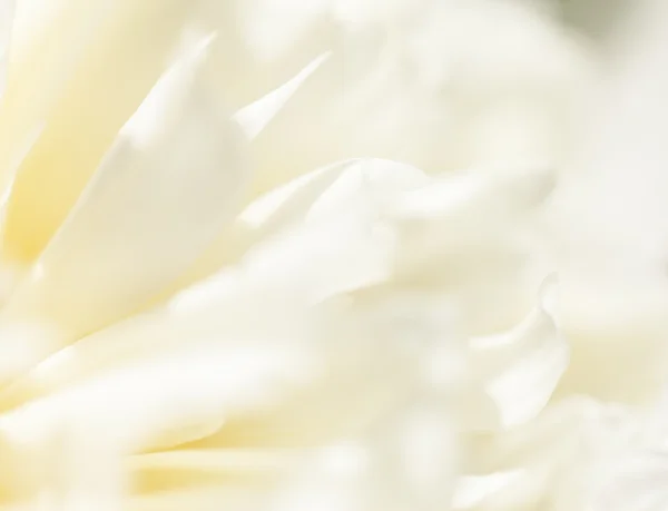 Close up de pétala de flor branca, teal, imagem sonhadora macia — Fotografia de Stock