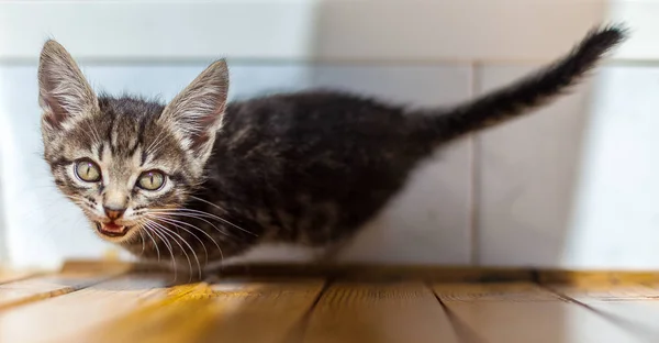 Funny striped kitten sitting on a bed — Stock Photo, Image