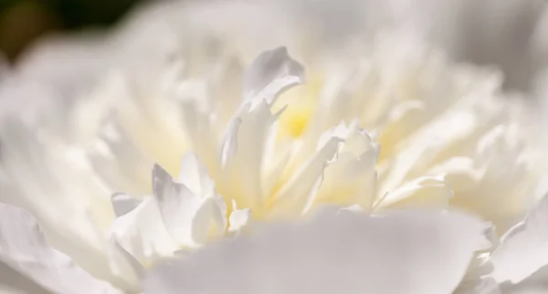 창백한 모란 꽃의 클로즈업. — 스톡 사진