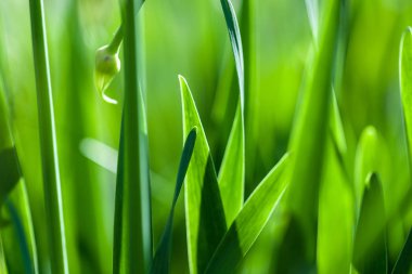 Yeşil çim yumuşak odak makro fotoğraf.