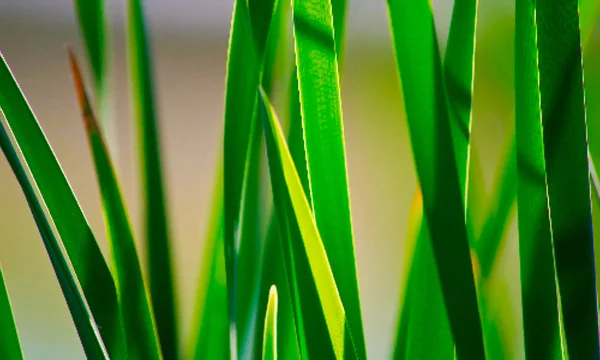 Erba primaverile. Natura estiva. Bokeh sfondo sfocato . — Vettoriale Stock