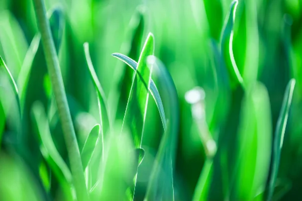 Frühlingsgras. Sommerliche Natur. Bokeh unklarer Hintergrund. — Stockvektor