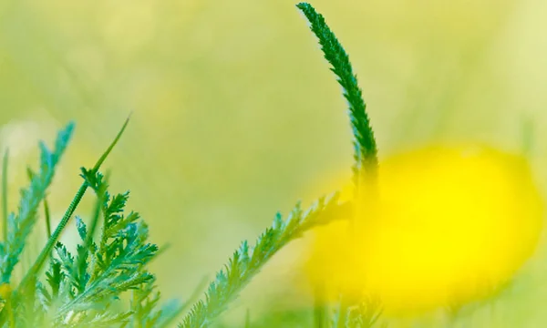 Kleurrijke bloemen in zachte kleuren en stijl voor achtergrond vervagen — Stockvector